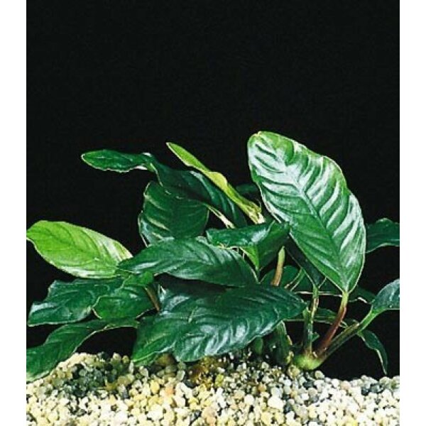 anubias cofeifolia 1