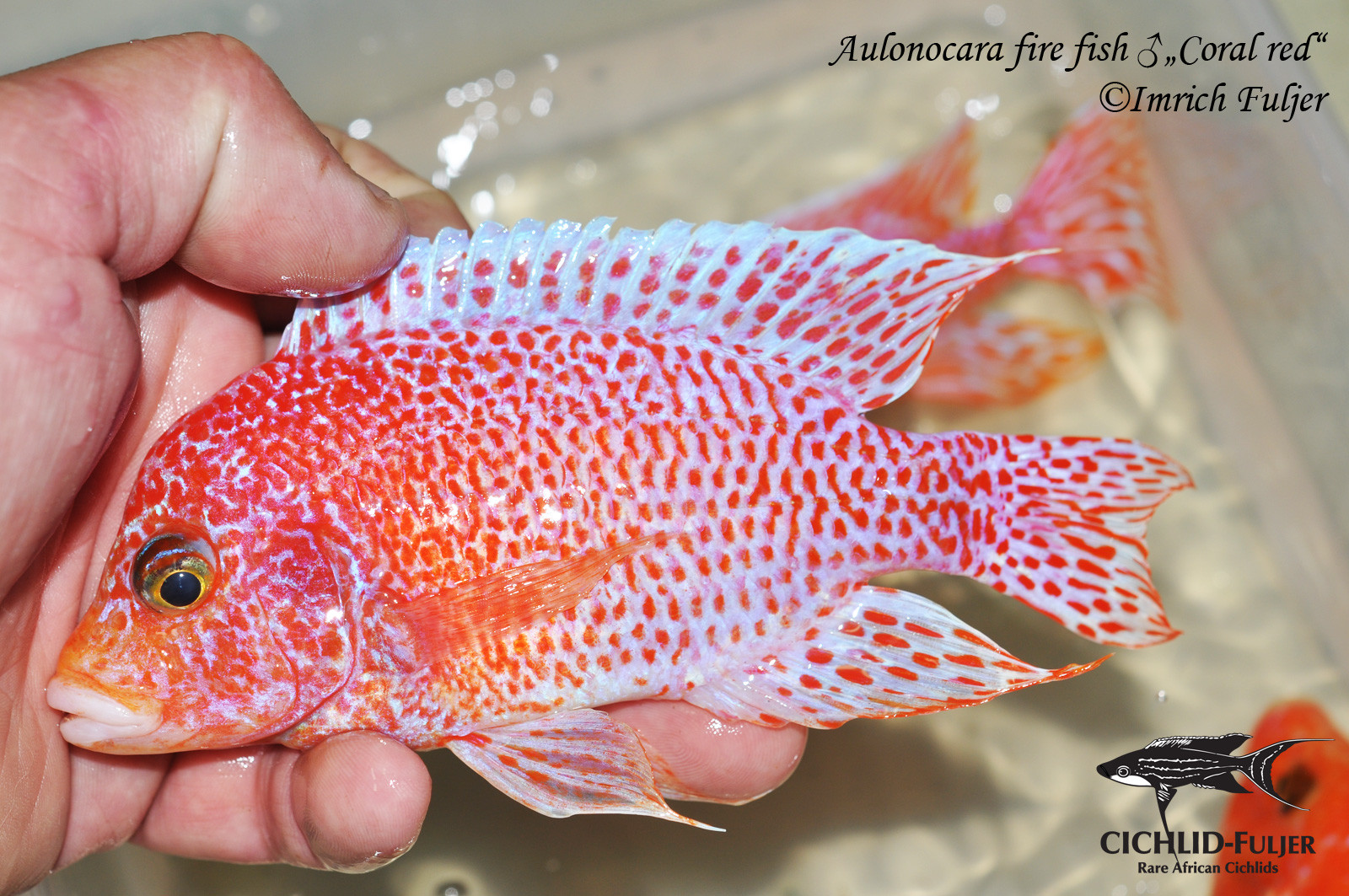 aulonocara fire fish coral red