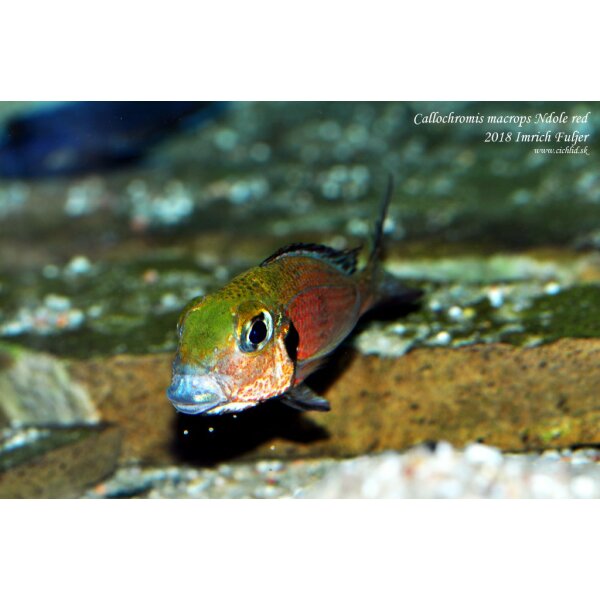 callochromis macrops ndole red 1