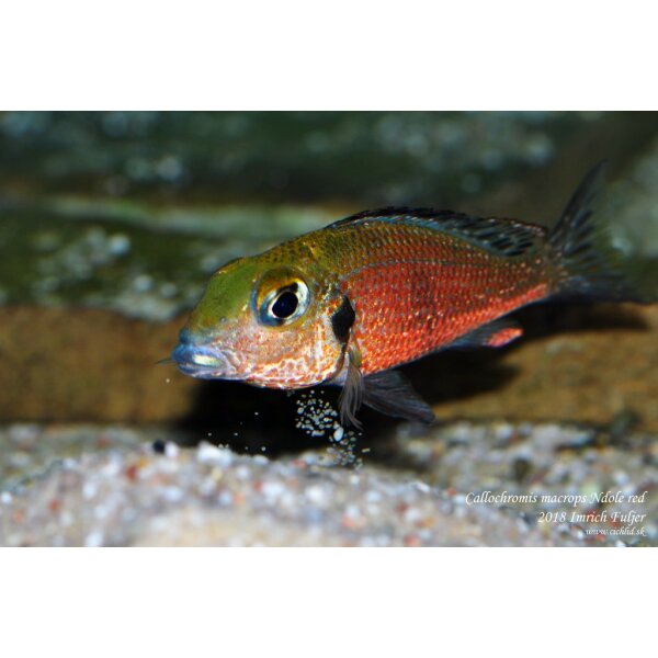 callochromis macrops ndole red