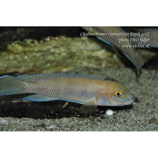 chalinochromis cyanophleps kipili