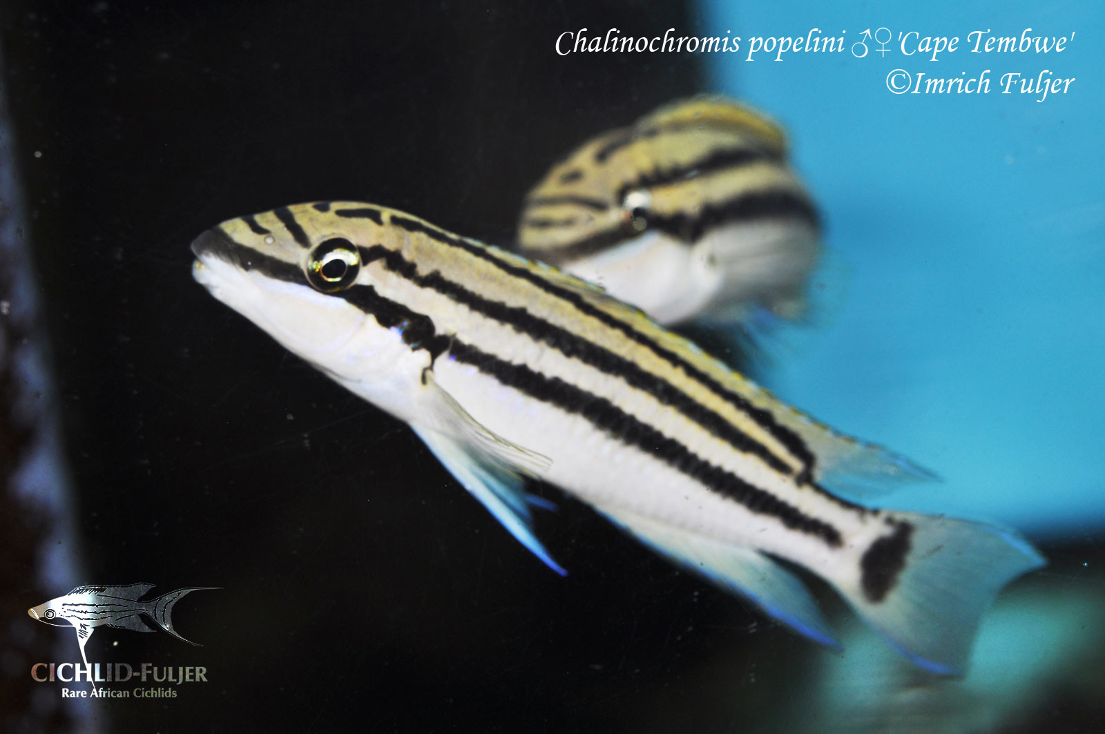 chalinochromis popelini cape tembwe