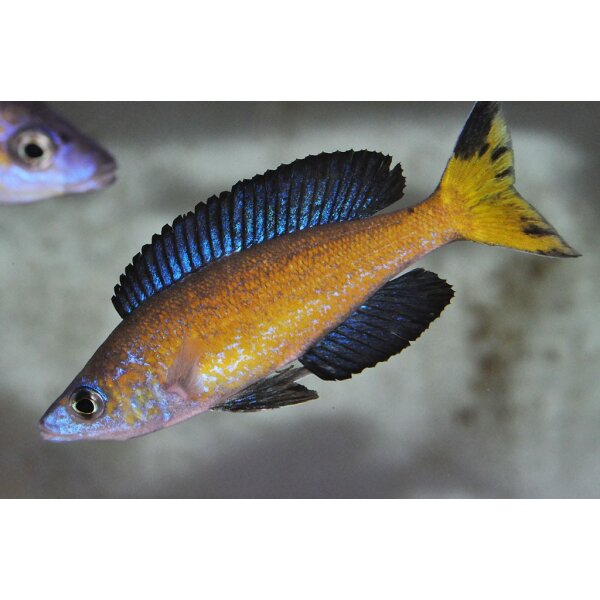 cyprichromis microlepidotus kasai 1