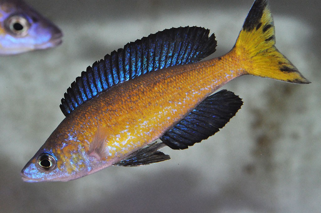 cyprichromis microlepidotus kasai 1