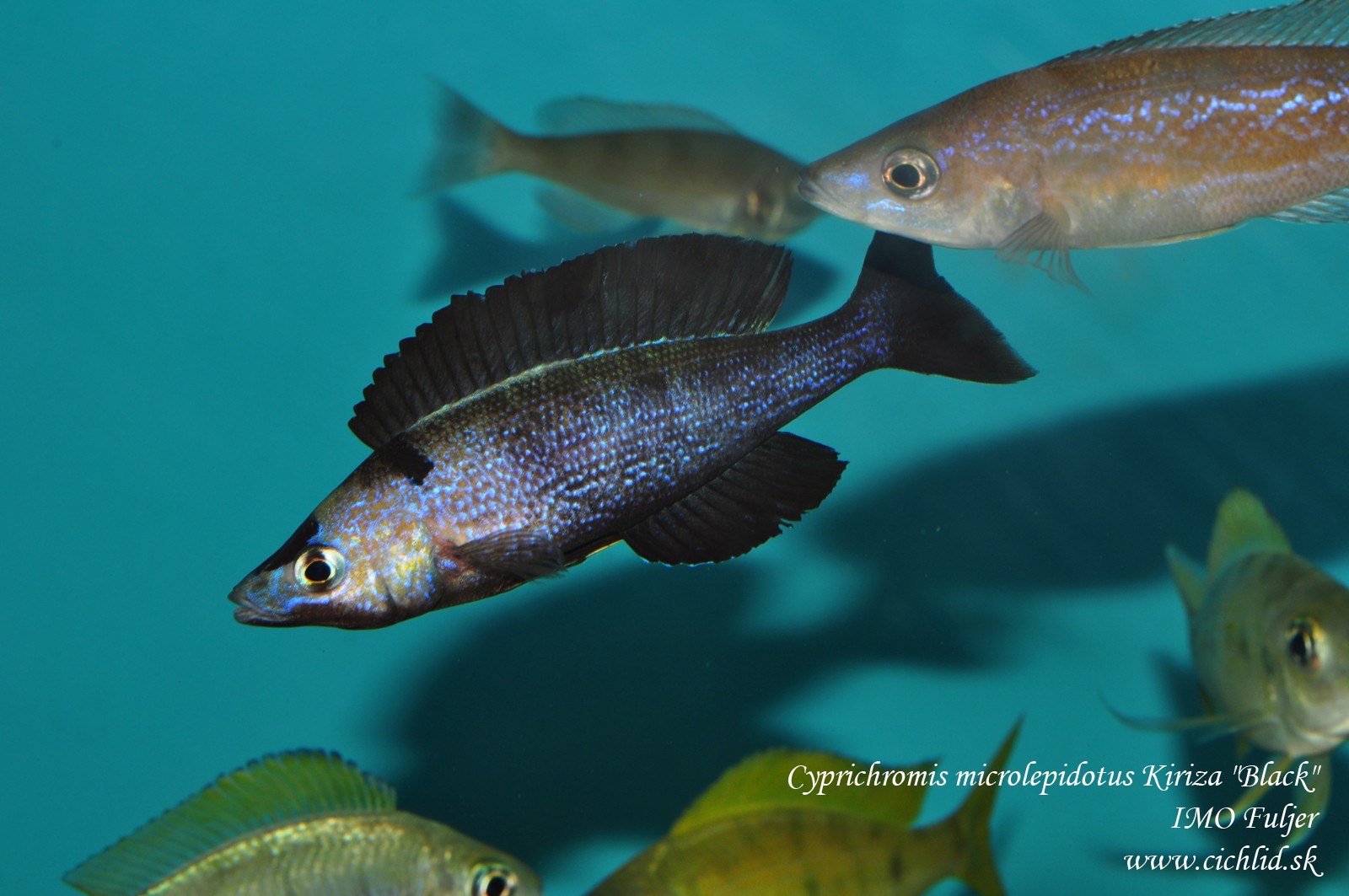 cyprichromis microlepidotus kiriza