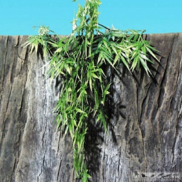 jbl terraplanta madagascar bambus m
