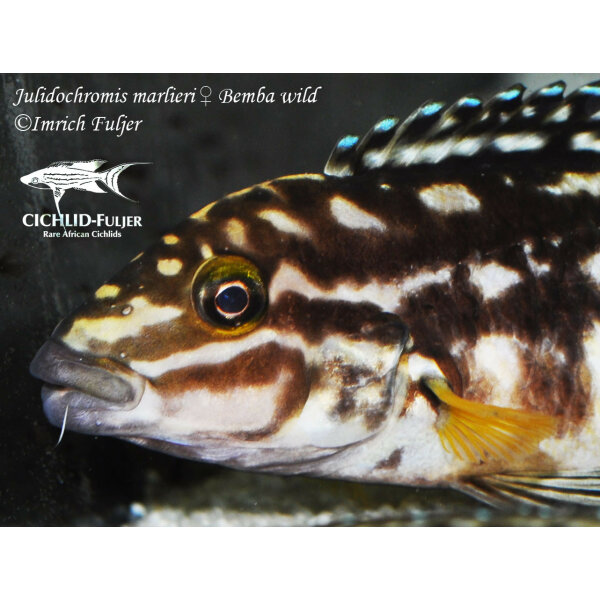 julidochromis marlieri bemba