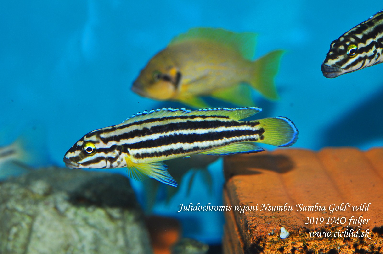 julidochromis regani nsumbu sambia gold