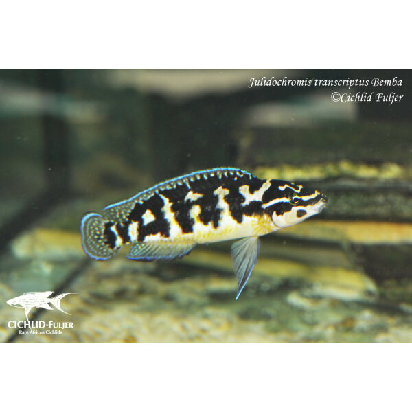 julidochromis transcriptus bemba