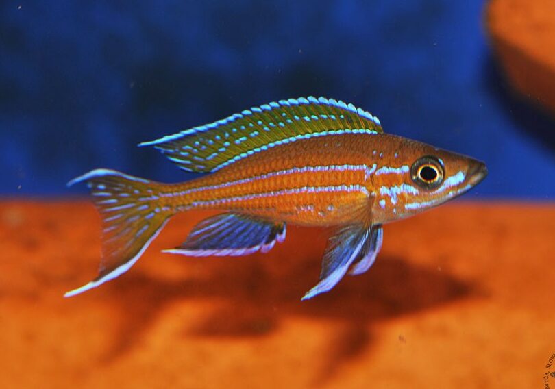 paracyprichromis nigripinnis chituta bay blue neon e1692308040238
