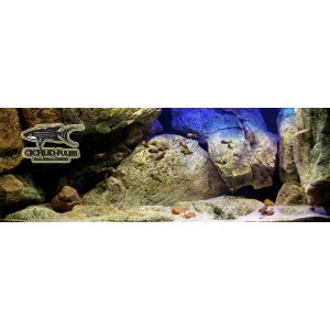 Akvarium africke cichlidy