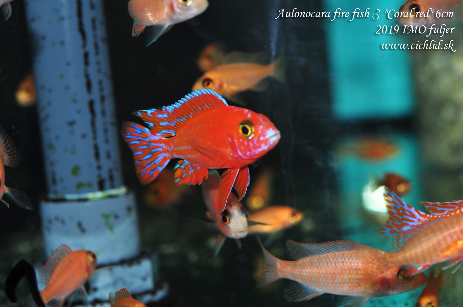 Aulonocara fire fish coral red 4