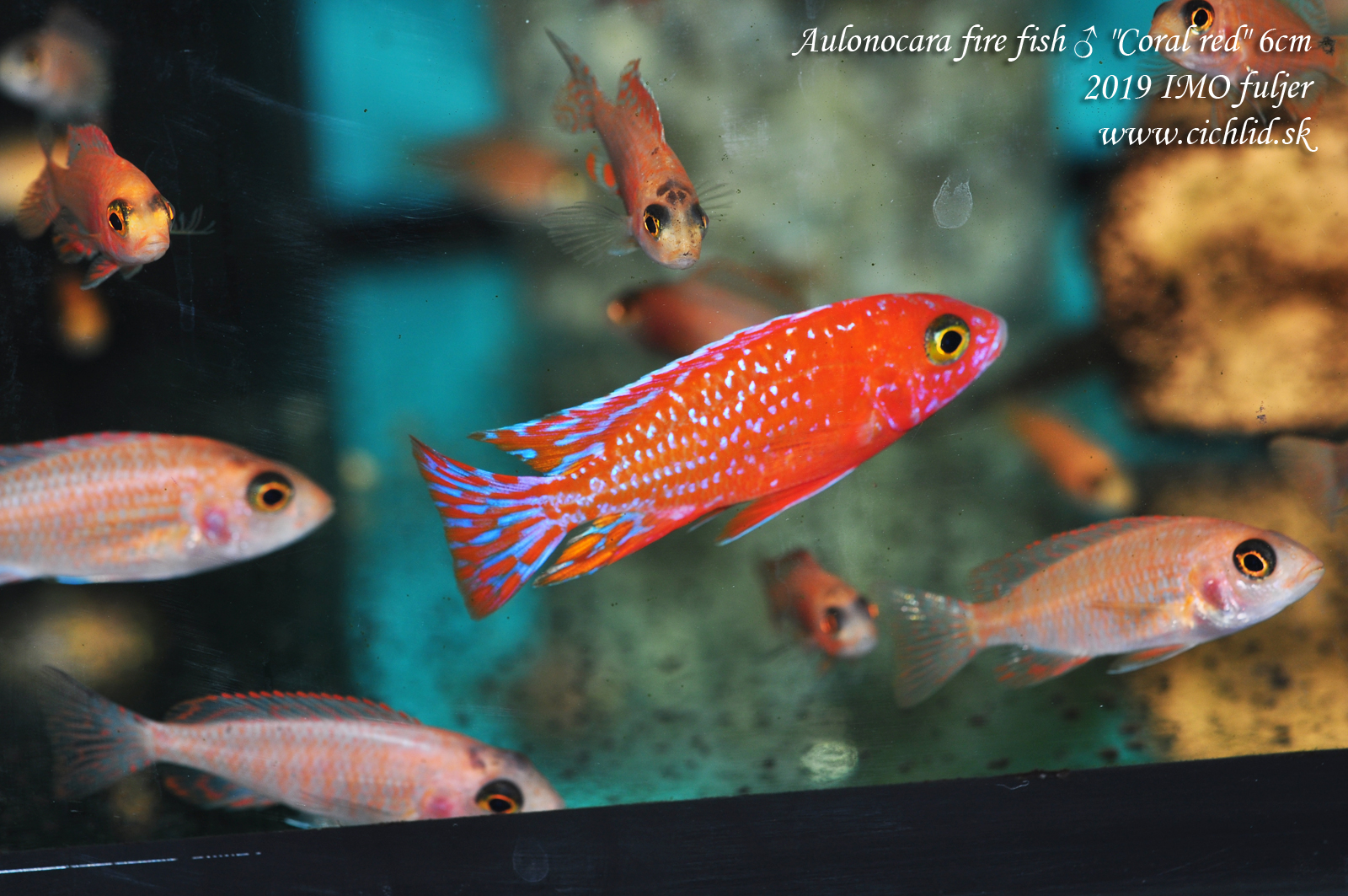 Aulonocara fire fish coral red 6