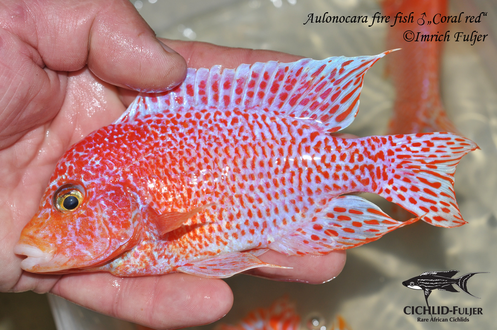 Aulonocara fire fishCoral red 2