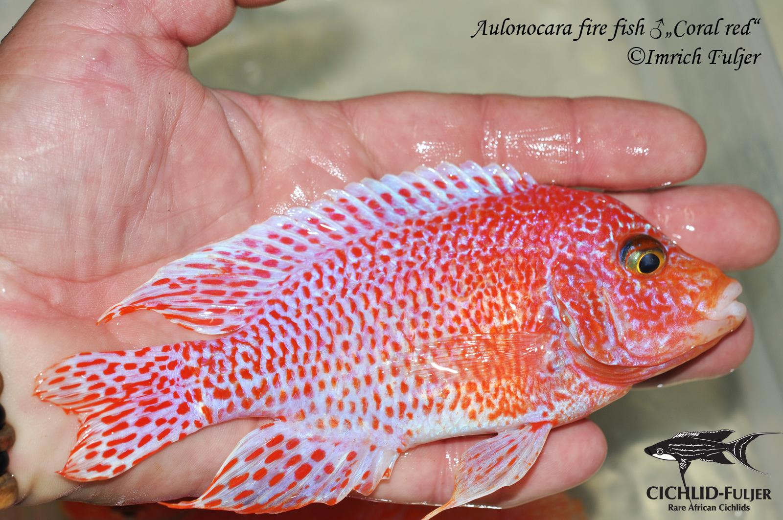 Aulonocara fire fishCoral red 3