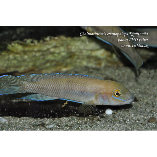 Chalinochromis cyanophleps Kipili 1