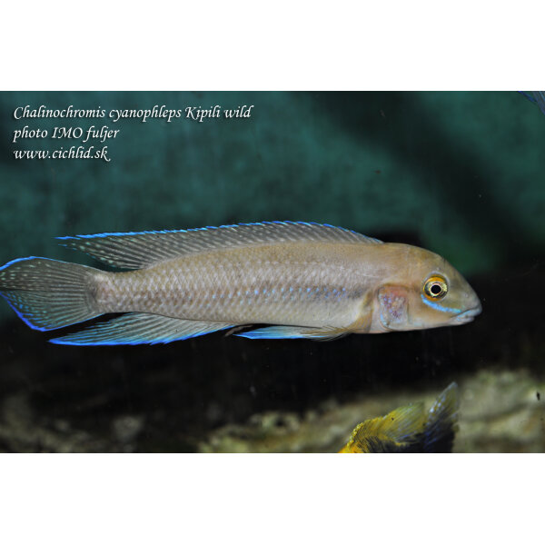 Chalinochromis cyanophleps Kipili 3