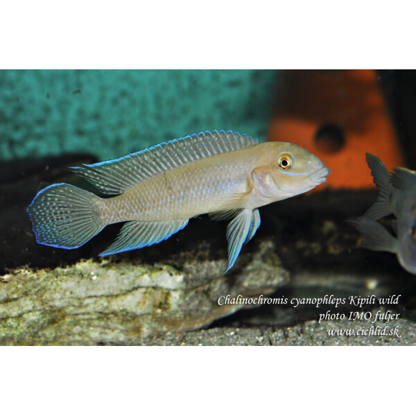 Chalinochromis cyanophleps Kipili 4