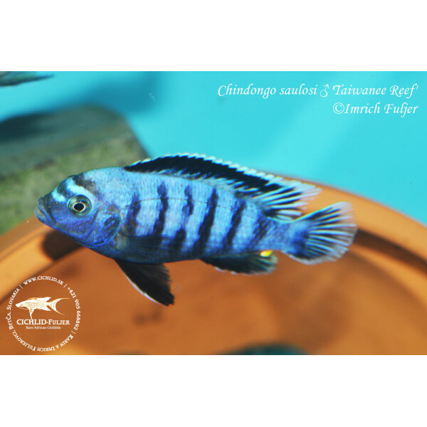 Chindongo saulosi Taiwanee Reef 9
