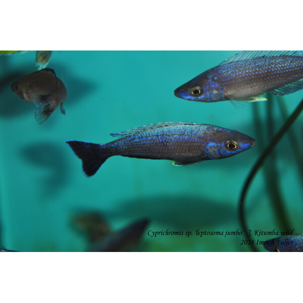 Cyprichromis Cyprichromis sp. leptosoma jumbo Kitumba wild 13