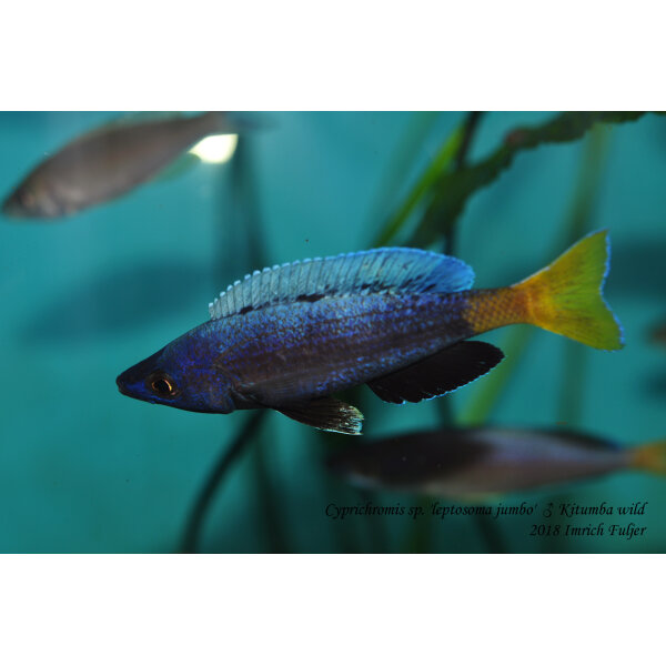 Cyprichromis Cyprichromis sp. leptosoma jumbo Kitumba wild 8