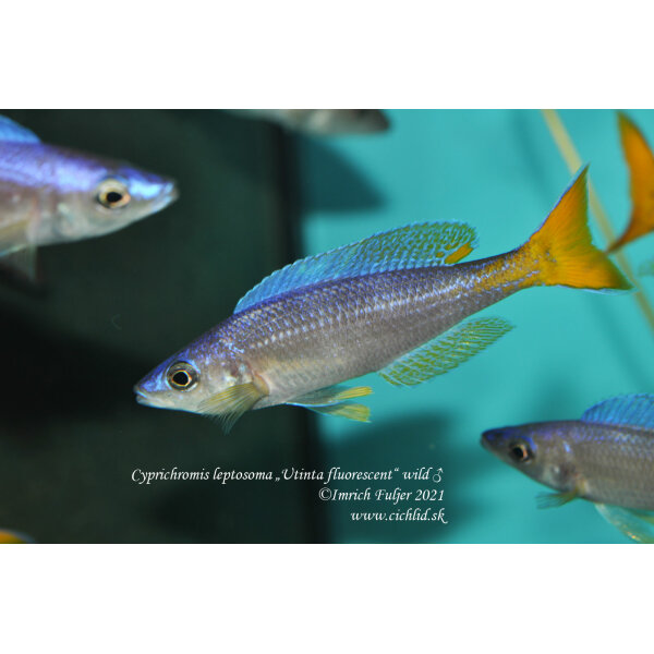 Cyprichromis leptosoma Utinta fluorescent 1