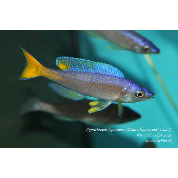 Cyprichromis leptosoma Utinta fluorescent 13