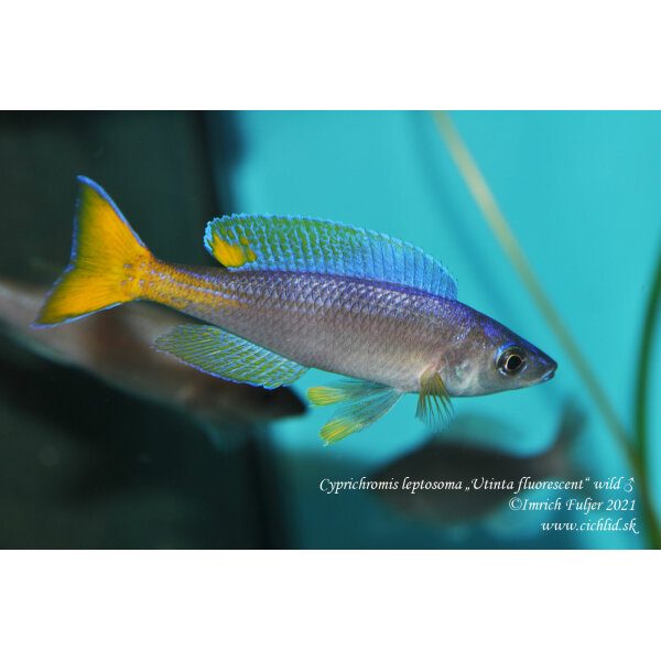 Cyprichromis leptosoma Utinta fluorescent 14