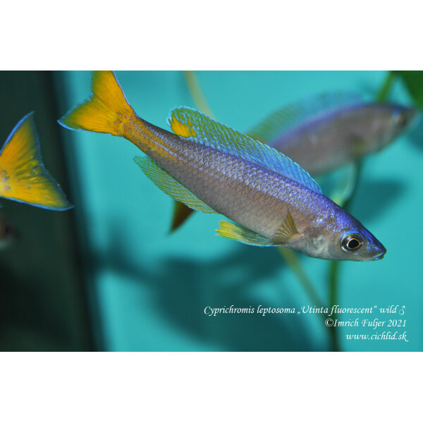 Cyprichromis leptosoma Utinta fluorescent 15