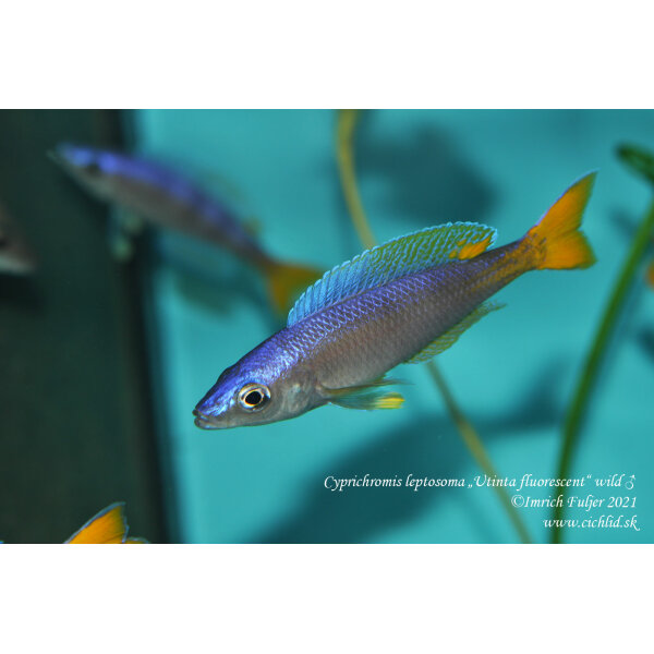 Cyprichromis leptosoma Utinta fluorescent 17