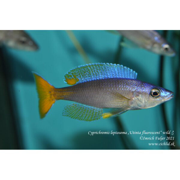 Cyprichromis leptosoma Utinta fluorescent 18