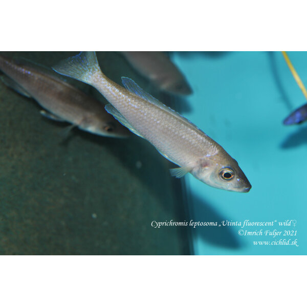 Cyprichromis leptosoma Utinta fluorescent 25
