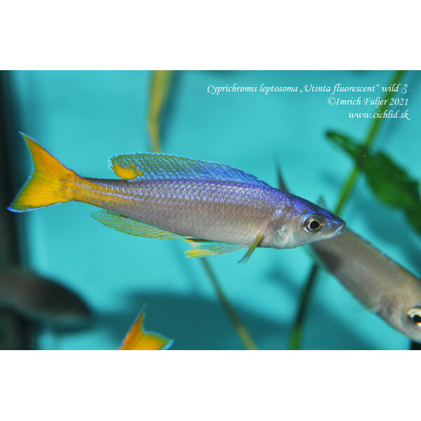 Cyprichromis leptosoma Utinta fluorescent 47