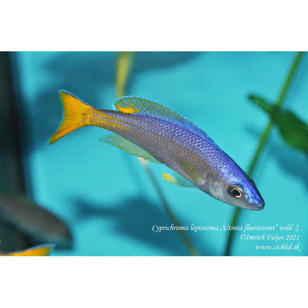 Cyprichromis leptosoma Utinta fluorescent 48