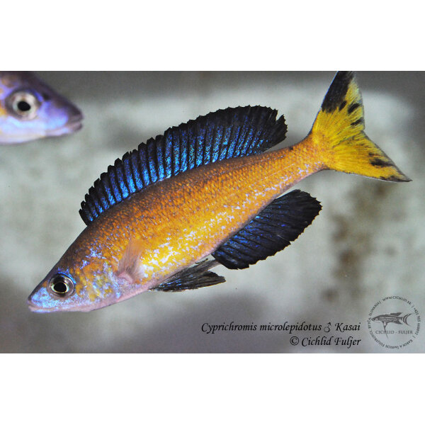 Cyprichromis microlepidotus Kasai 1