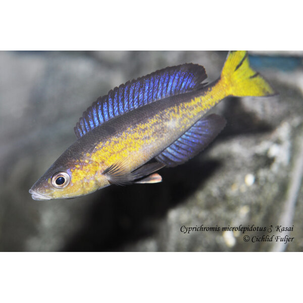 Cyprichromis microlepidotus Kasai 3