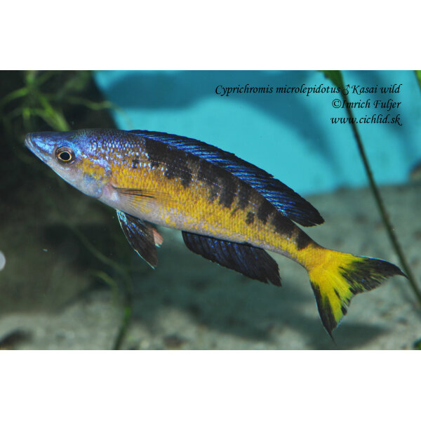 Cyprichromis microlepidotus Kasai 4