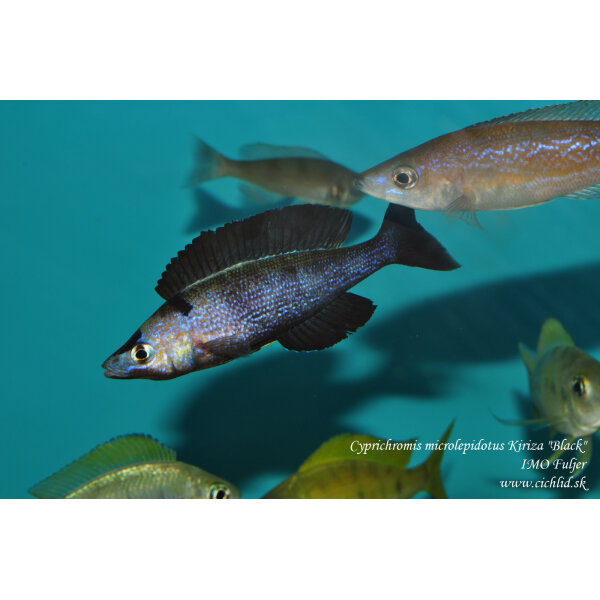 Cyprichromis microlepidotus Kiriza Black 1