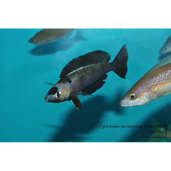 Cyprichromis microlepidotus Kiriza Black 3