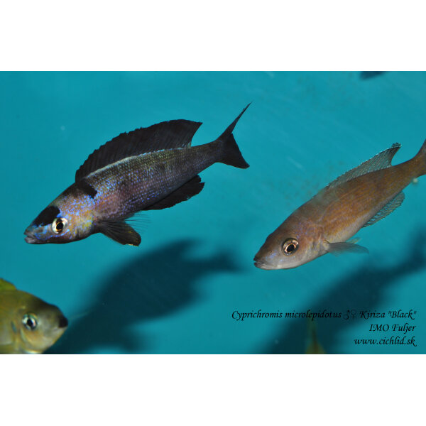 Cyprichromis microlepidotus Kiriza Black 4