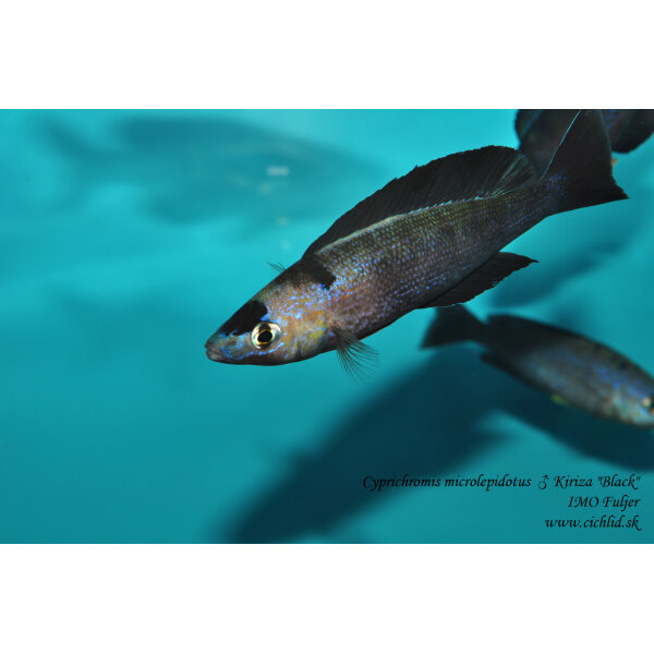 Cyprichromis microlepidotus Kiriza Black 6