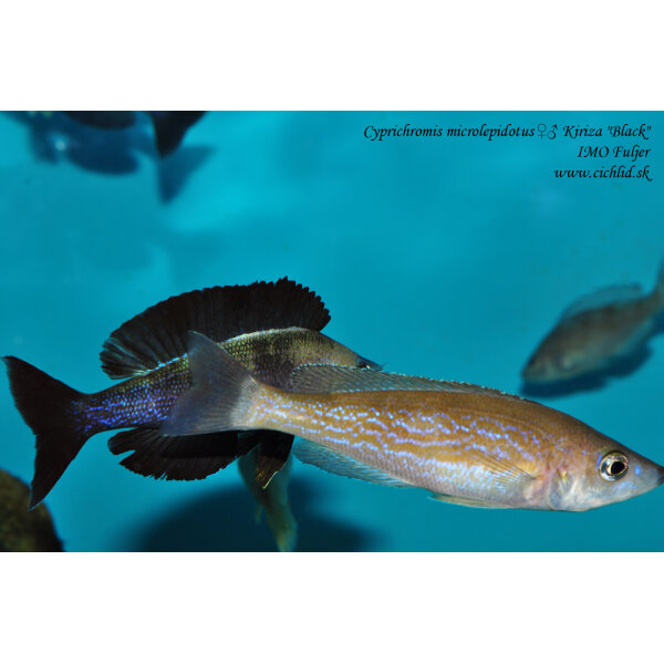 Cyprichromis microlepidotus Kiriza Black 7