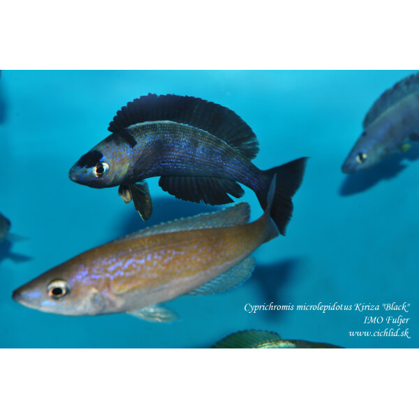 Cyprichromis microlepidotus Kiriza Black 9