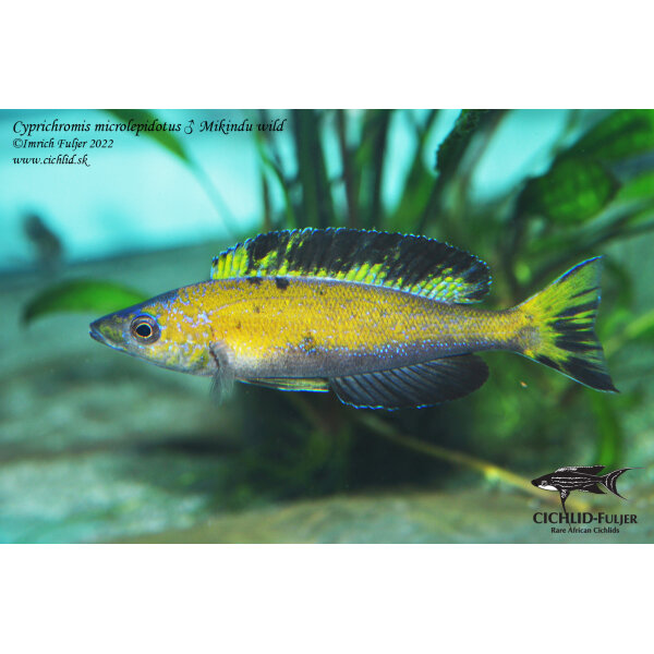 Cyprichromis microlepidotus Mikindu 1