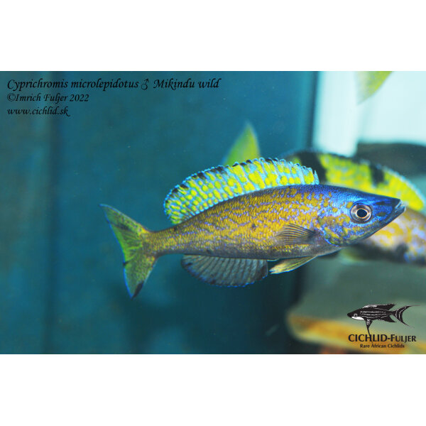 Cyprichromis microlepidotus Mikindu 12