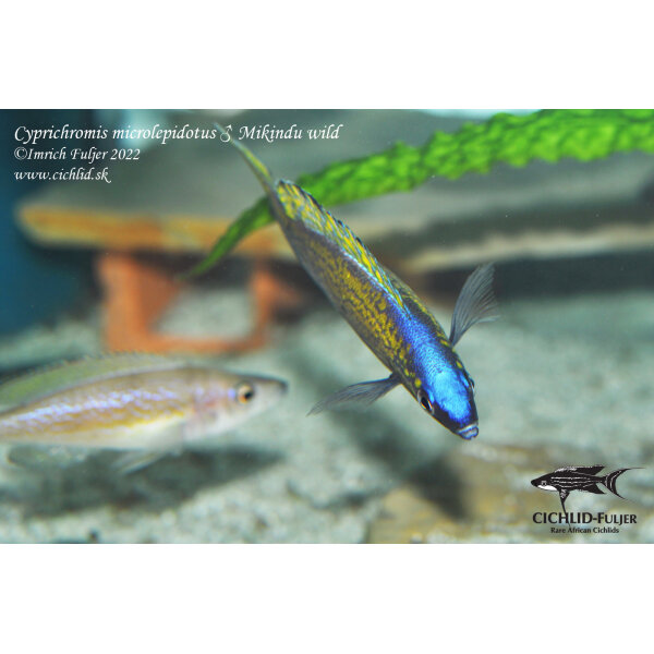 Cyprichromis microlepidotus Mikindu 21