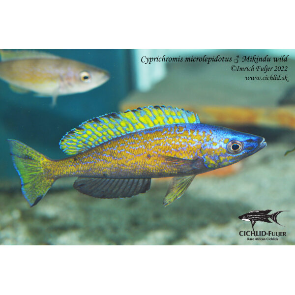 Cyprichromis microlepidotus Mikindu 24