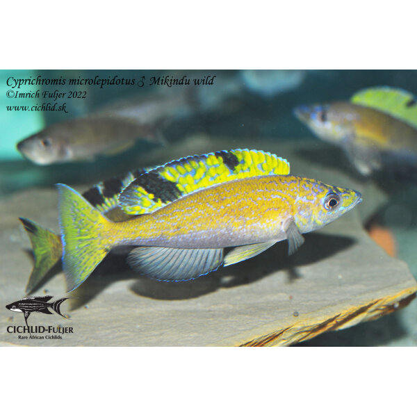 Cyprichromis microlepidotus Mikindu 35