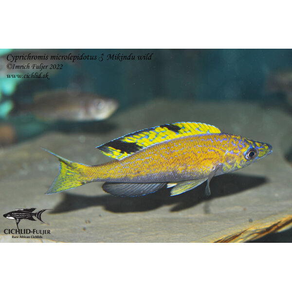 Cyprichromis microlepidotus Mikindu 41