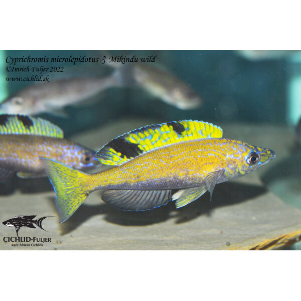 Cyprichromis microlepidotus Mikindu 46